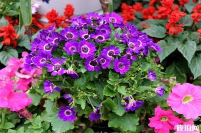 2020东莞南城迎春花市1月19日开启 持续时间+地点 2020东莞南城迎春花市1月19日开启 持续时间+地点