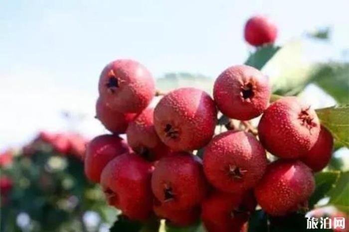 嵩山有哪些美食特产 嵩山有哪些美食特产