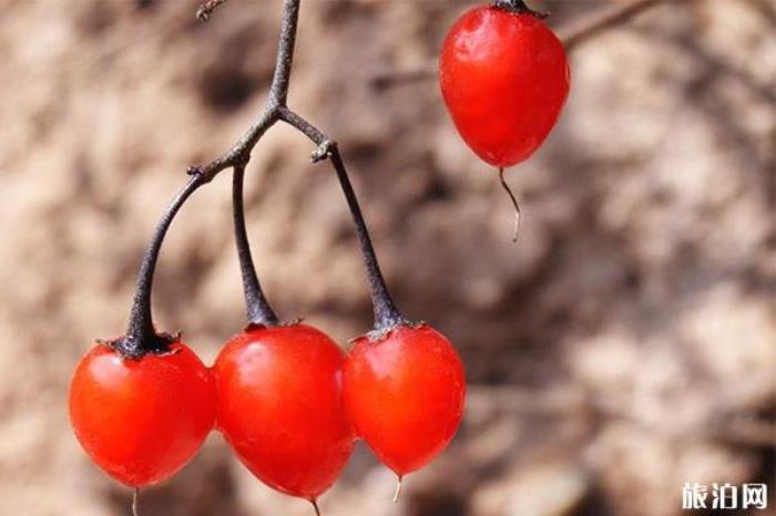 青海有哪些可以带走的特产 青海有哪些可以带走的特产