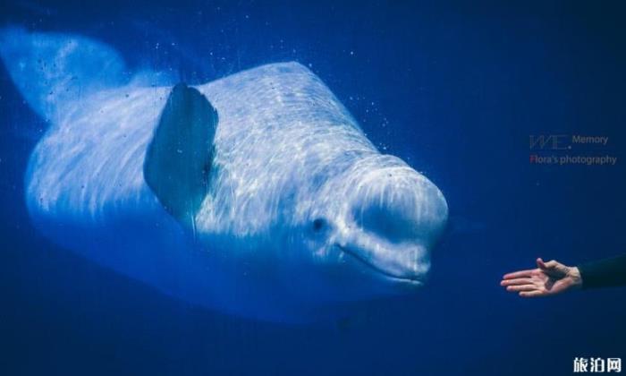 珠海长隆海洋国王有什么好玩的项目推荐 珠海长隆海洋国王有什么好玩的项目推荐