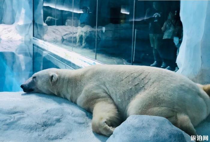 珠海长隆海洋国王有什么好玩的项目推荐 珠海长隆海洋国王有什么好玩的项目推荐