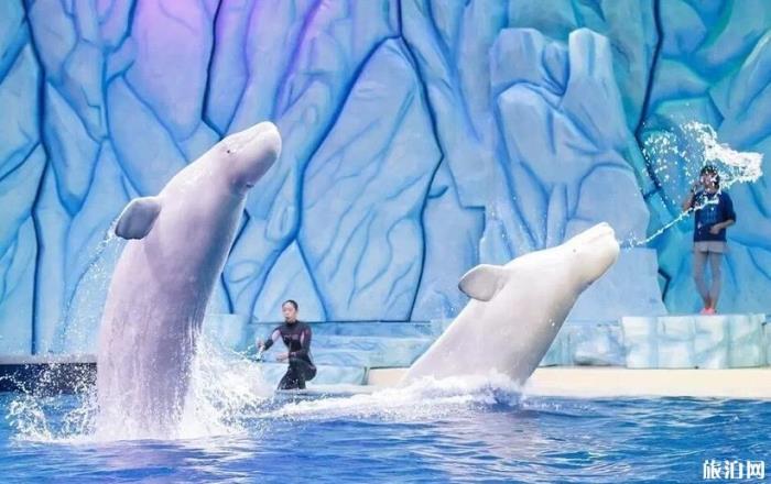 珠海长隆海洋国王有什么好玩的项目推荐 珠海长隆海洋国王有什么好玩的项目推荐