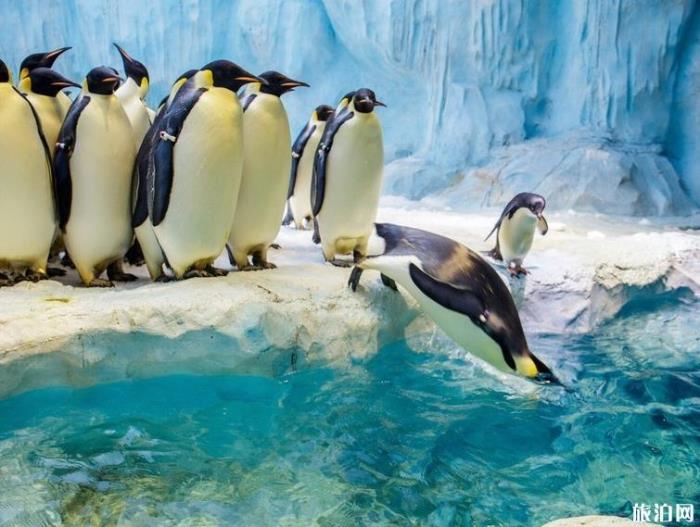 珠海长隆海洋国王有什么好玩的项目推荐 珠海长隆海洋国王有什么好玩的项目推荐