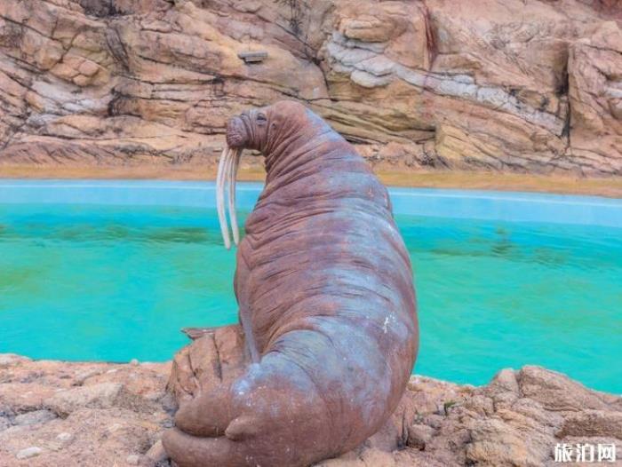 珠海长隆海洋国王有什么好玩的项目推荐 珠海长隆海洋国王有什么好玩的项目推荐