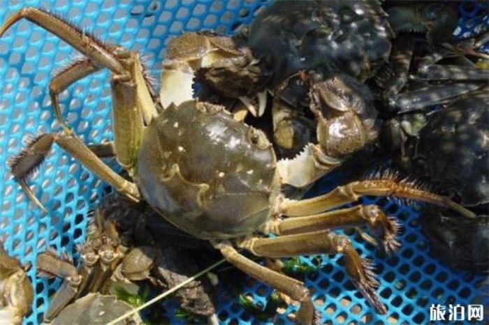 苏州阳澄湖大闸蟹为什么这么贵 苏州阳澄湖大闸蟹为什么这么贵