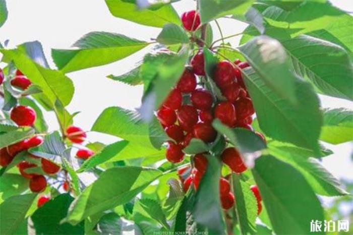 北京京郊五大樱桃园开园 附采摘指南 北京京郊五大樱桃园开园 附采摘指南