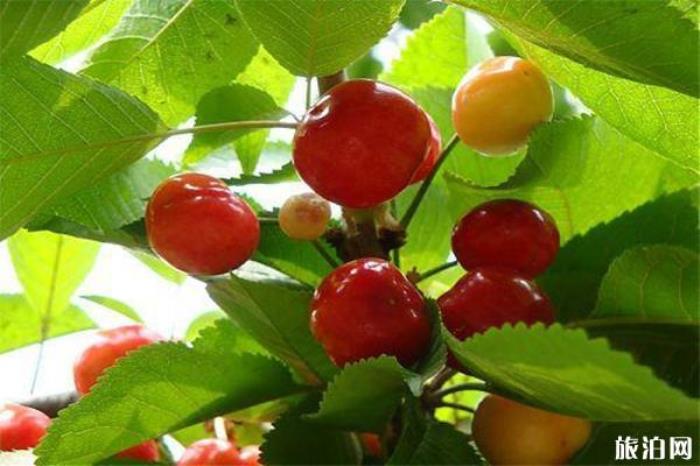 北京京郊五大樱桃园开园 附采摘指南 北京京郊五大樱桃园开园 附采摘指南