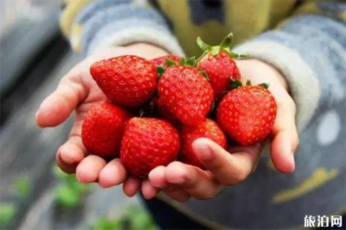 北京昌平冬草莓采摘地址 采摘园+电话号码 北京昌平冬草莓采摘地址 采摘园+电话号码