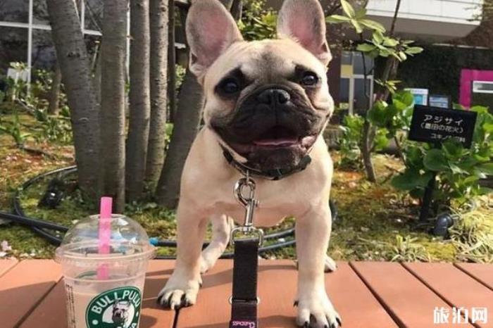 东京珍珠奶茶哪里的好喝 东京珍珠奶茶哪里的好喝