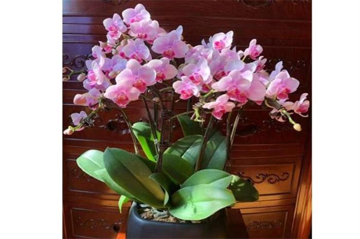 2020河源市商业中心壹号广场迎春花市1月12日开启 持续时间+地点 2020河源市商业中心壹号广场迎春花市1月12日开启 持续时间+地点