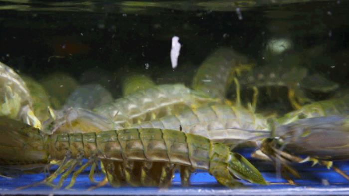 徐记海鲜武汉店开业了吗+地址+介绍 徐记海鲜武汉店开业了吗+地址+介绍