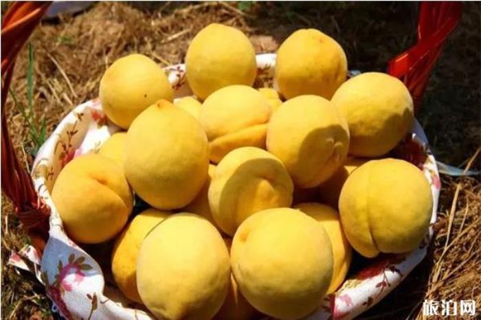 长沙黄桃采摘园推荐 采摘地图+电话号码 长沙黄桃采摘园推荐 采摘地图+电话号码