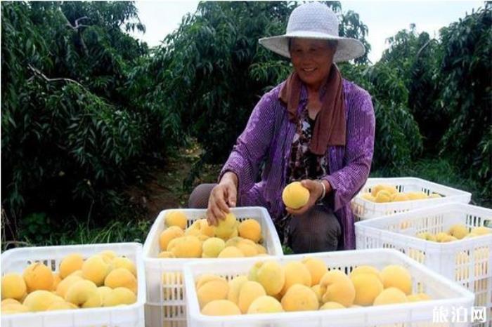 长沙黄桃采摘园推荐 采摘地图+电话号码 长沙黄桃采摘园推荐 采摘地图+电话号码