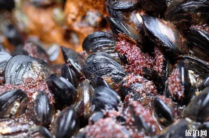 南麂岛地道美食 南麂岛美食有哪些 南麂岛地道美食 南麂岛美食有哪些