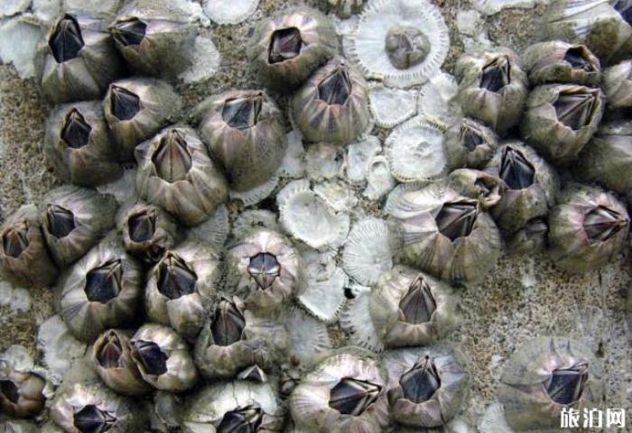 南麂岛地道美食 南麂岛美食有哪些 南麂岛地道美食 南麂岛美食有哪些