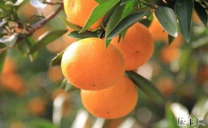 珠海海鲜特产有哪些 珠海海鲜特产去哪买 珠海海鲜特产有哪些 珠海海鲜特产去哪买