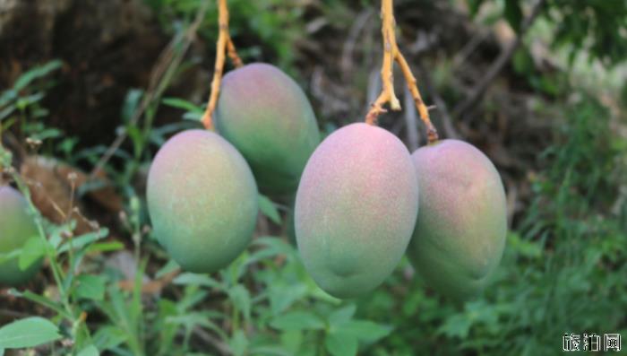 四川攀枝花芒果什么时候成熟 攀枝花芒果基地在哪里