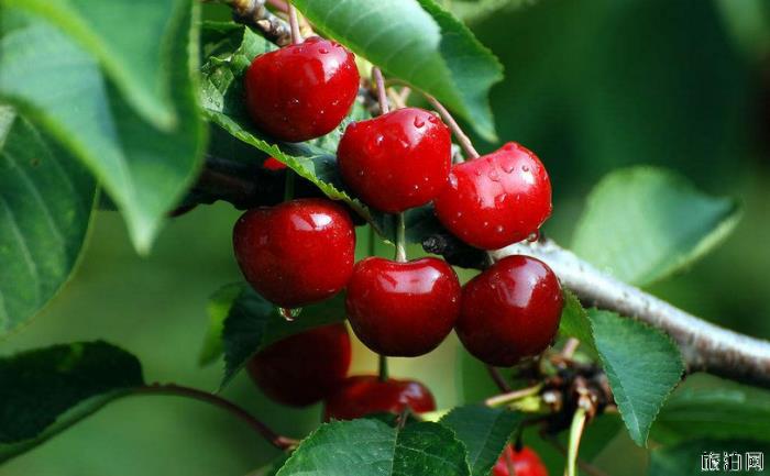 2019洛阳水果采摘园在哪+采摘价格+路线