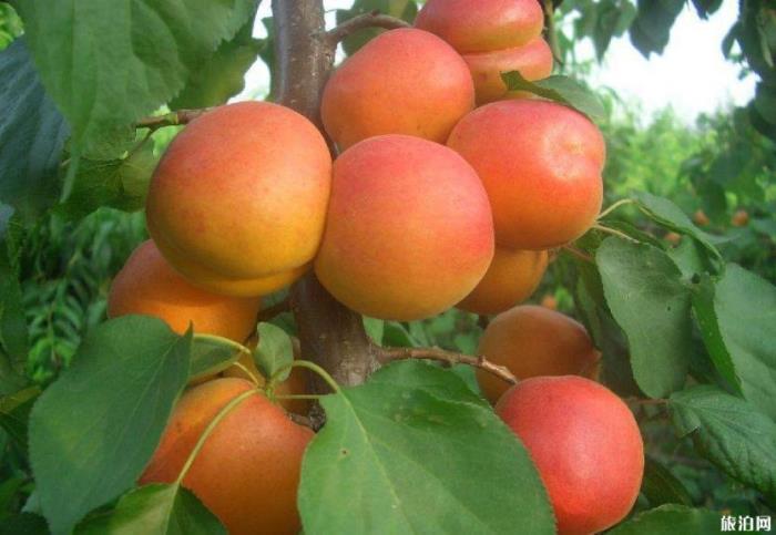 2019洛阳水果采摘园在哪+采摘价格+路线