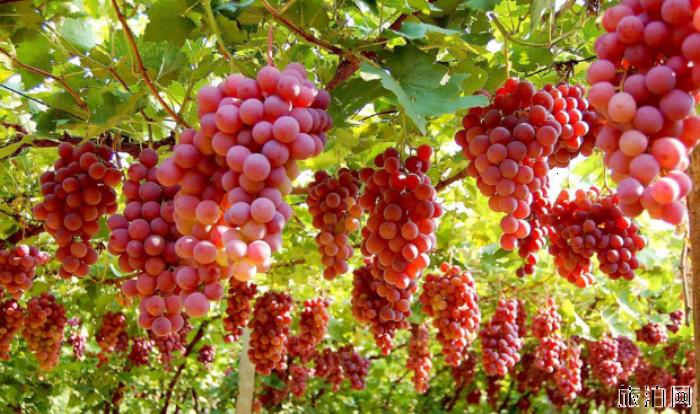 2019福州葡萄采摘园在哪+门票+最佳采摘时间