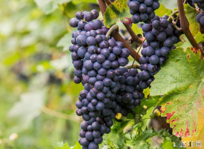 2019福州葡萄采摘园在哪+门票+最佳采摘时间