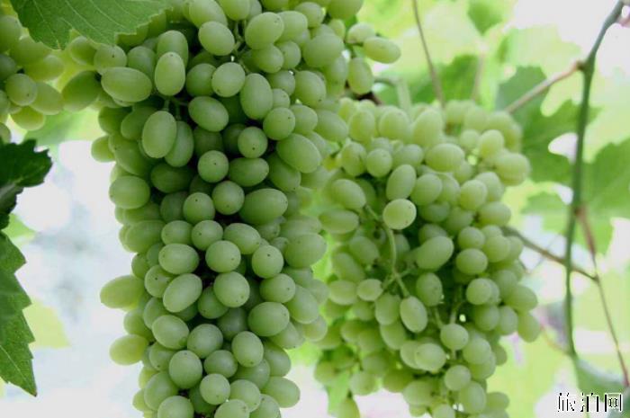 2019福州葡萄采摘园在哪+门票+最佳采摘时间