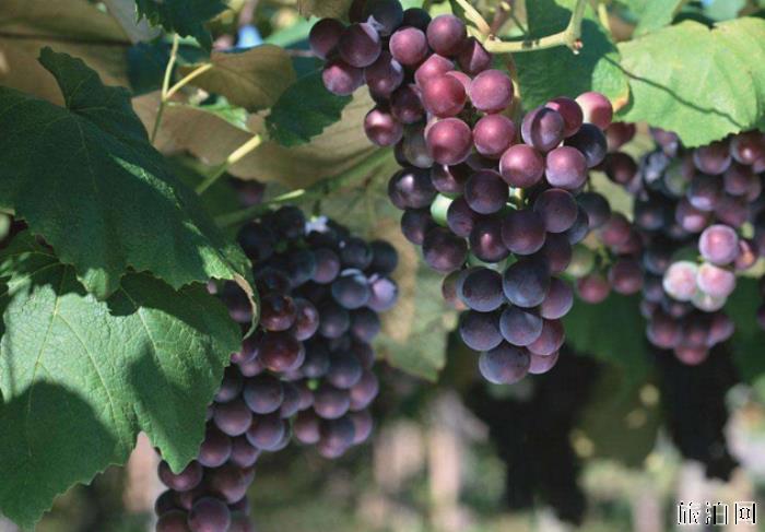 2019福州葡萄采摘园在哪+门票+最佳采摘时间