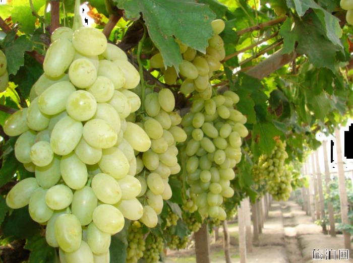 2019福州葡萄采摘园在哪+门票+最佳采摘时间