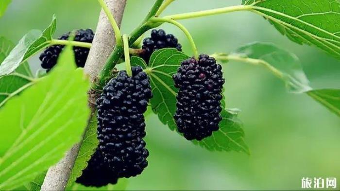 2019桂林水果采摘基地价格+地址+交通