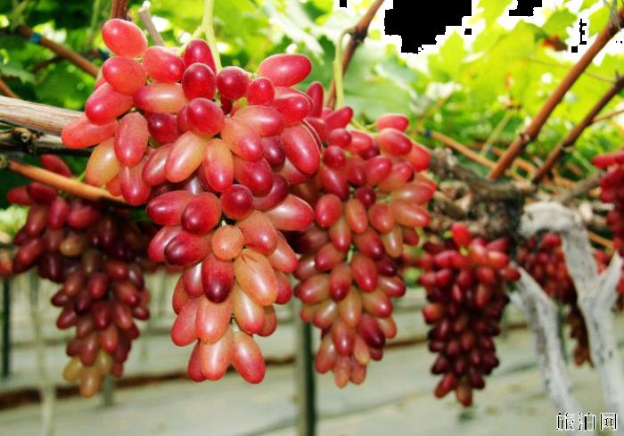 2019武汉葡萄采摘园在哪+价格+最佳采摘时间