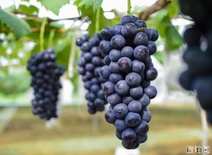 2019武汉葡萄采摘园在哪+价格+最佳采摘时间
