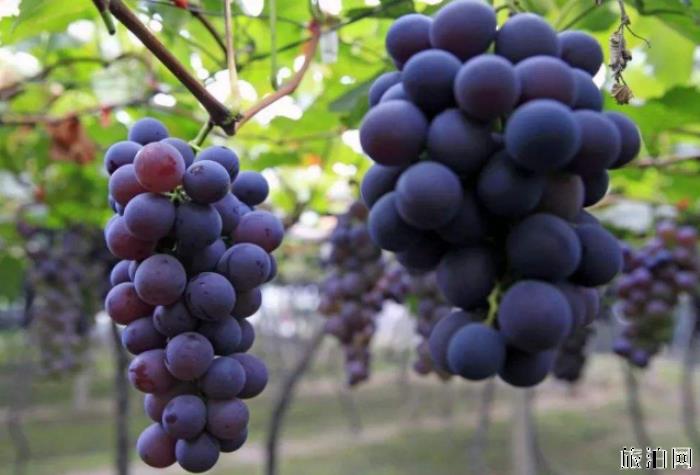 2019武汉葡萄采摘园在哪+价格+最佳采摘时间