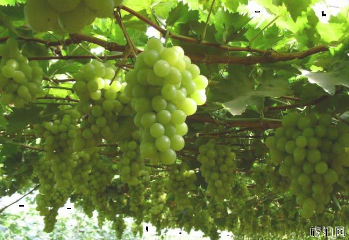 2019武汉葡萄采摘园在哪+价格+最佳采摘时间