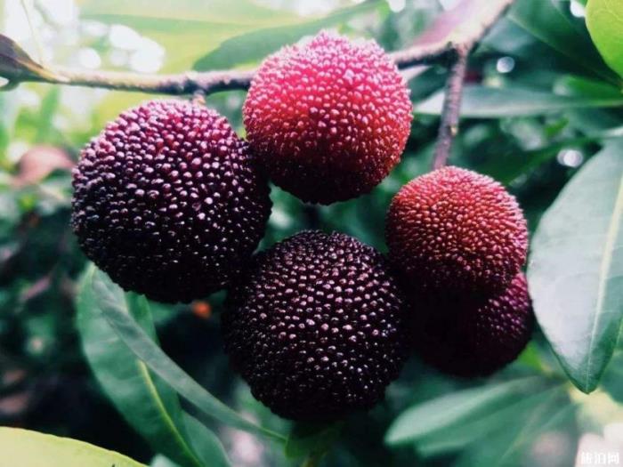 2019浙江温州采摘水果基地地址+交通+参考价格