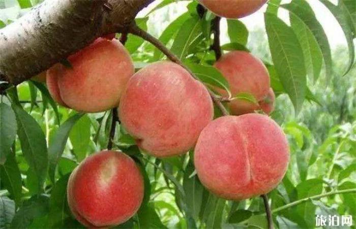 2019浙江温州采摘水果基地地址+交通+参考价格