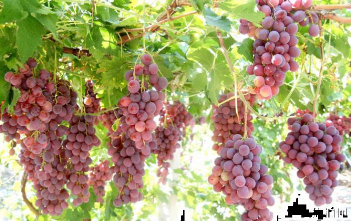 2019浙江温州采摘水果基地地址+交通+参考价格