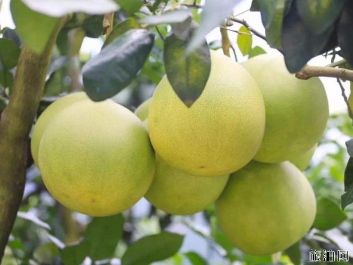 2019浙江温州采摘水果基地地址+交通+参考价格