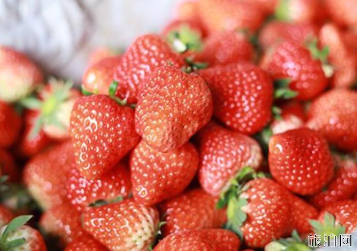 石家庄哪里可以摘草莓 石家庄摘草莓多少钱 石家庄哪里可以摘草莓 石家庄摘草莓多少钱