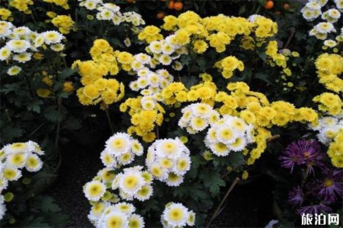 2020东莞东城迎春花市1月15日开启 持续时间+活动内容 2020东莞东城迎春花市1月15日开启 持续时间+活动内容