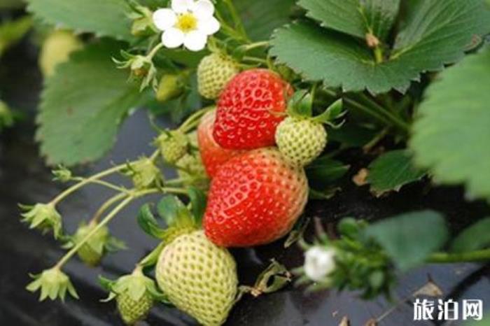 石家庄哪里可以摘草莓 石家庄摘草莓多少钱